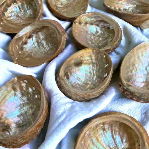 Concha de Abulón (Abalón)