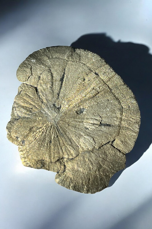 Sol de pirita mina sparta pieza única colección privada