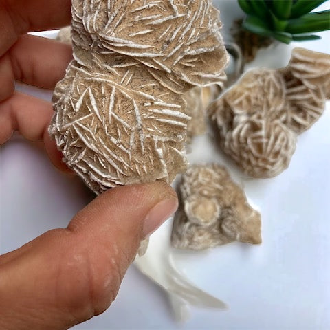 Rosa del desierto Mexicana