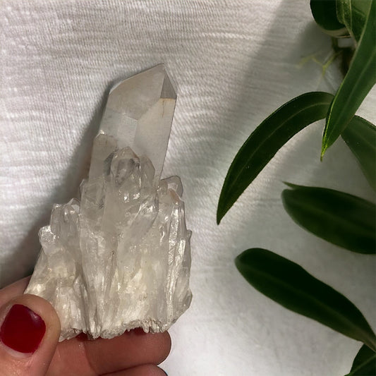 Cuarzo maestro Brotación Calidad A