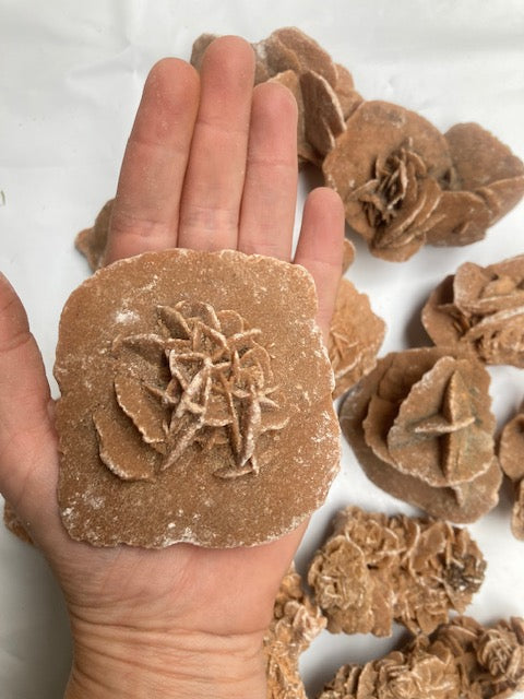 Rosa del desierto Marroquí