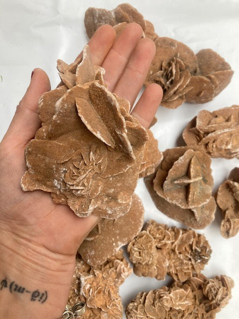 Rosa del desierto Marroquí