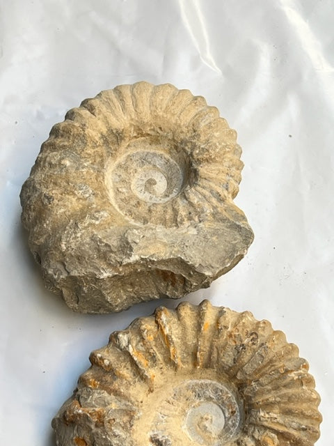 Amonite Vega Luna Dream Vega Luna Dream FÓSILES