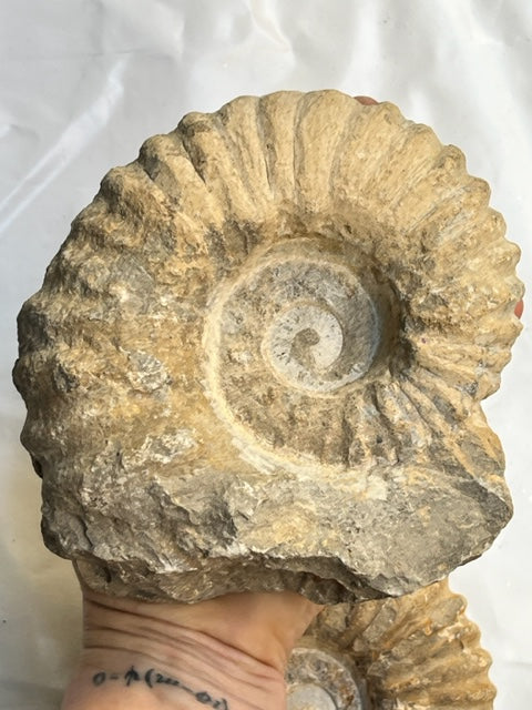 Amonite Vega Luna Dream Vega Luna Dream FÓSILES