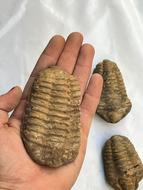 Trilobites