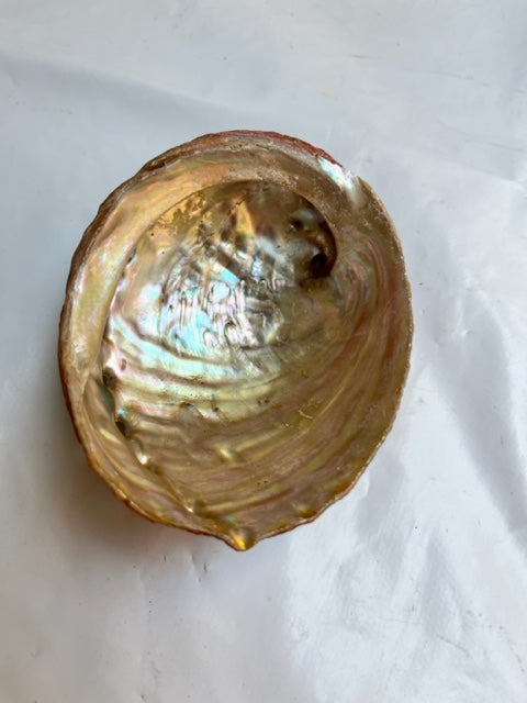 Concha de Abulón (Abalón)