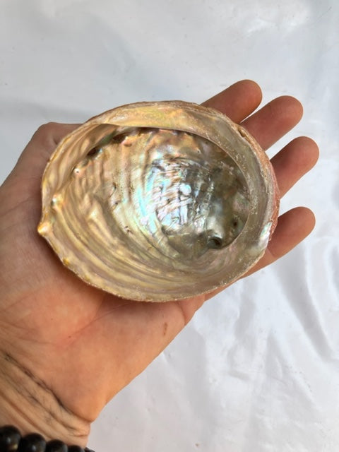 Concha de Abulón (Abalón)